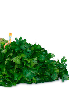 Cilantro en Mexico