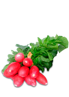 Rabanos